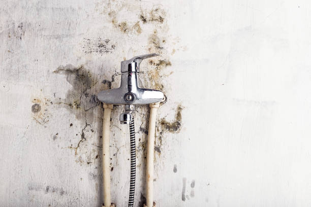 Best Professional Mold Removal  in Altamont, OR