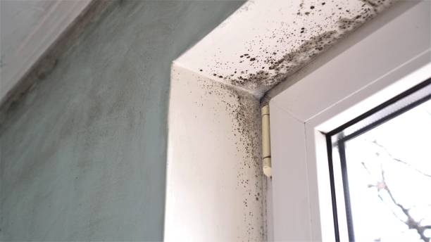 Best Crawl Space Mold Removal  in Altamont, OR