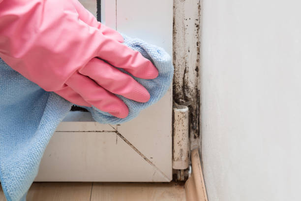Best Mold Cleaning Services  in Altamont, OR