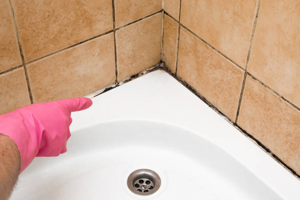 Best Affordable Mold Removal  in Altamont, OR
